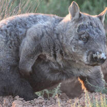 wombat wildlife conservation park south australia adelaide australian animals nature outback bushland wild