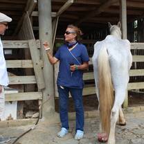Caring for neglected horses