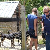 Caring for streetdogs