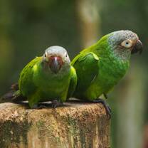 Two Birds Ecuador