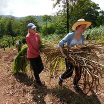 Cutting grass for elephants Thailand