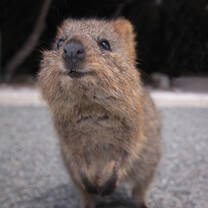 quokkas of Rottnest Island looking up 
