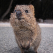 The quokkas of Rottnest Island quokkas of Rottnest Island looking up