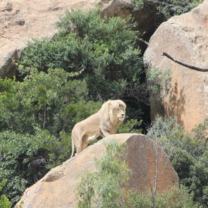 male lion on rock amongst trees in South Africa