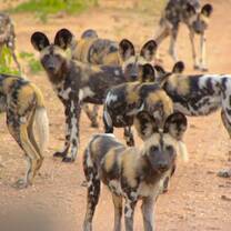 pack of hyenas in nature