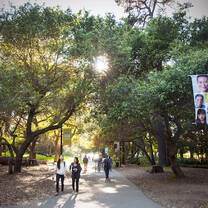 Trees on UC Berkeley campus