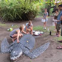 Training turtle data collecting 