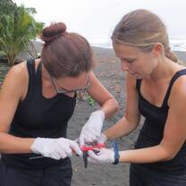 Data collecting baby leatherback turtle