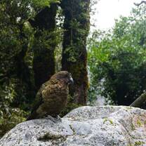 Volunteering in Oceania with NATUCATE