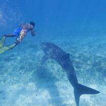 Species Conservation in the Maldives with NATUCATE