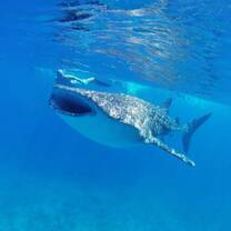 Species Conservation in the Maldives with NATUCATE