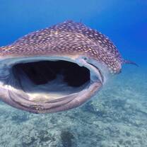 Species Conservation in the Maldives with NATUCATE