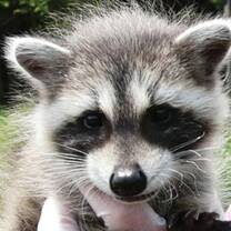 Racoon