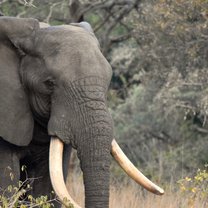 Photo of a huge elephant with broad tusks