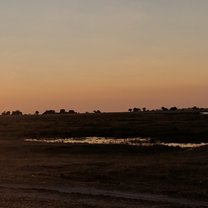 Giraffe at Sunset in Chobe, Botswana