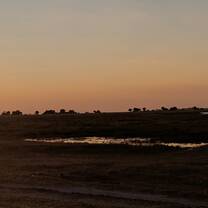 Giraffe at Sunset in Chobe, Botswana