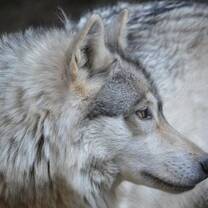 Wolves