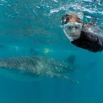 Diver and Whale Shark Mozambique 