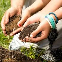 Planting Zambia 
