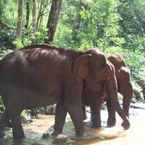 watching elephants at the Elephant Valley Project 