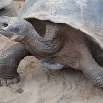 Giant Tortoise that is native to the Galapagos