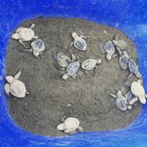 Baby Turtles
