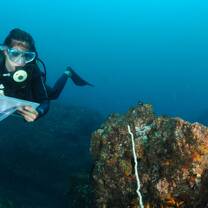 Diver identifying species in Mozambique 