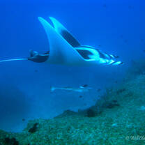 Sting Ray Mozambique 