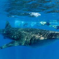 Divers with Whale Shark