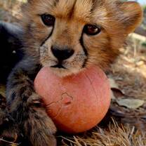 Cheetah