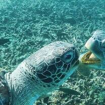 Sea turtles