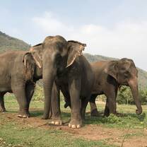 Elephants