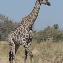 Giraffe
