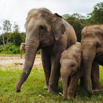 Elephants