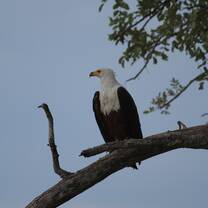 African Fish Eagle