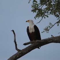 African Fish Eagle