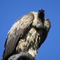 White-backed vulture