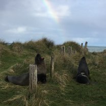 New Zealand sea lions 