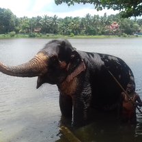 Elephants
