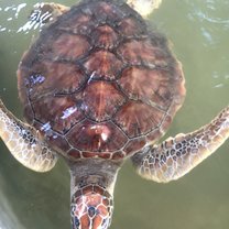Turtles
