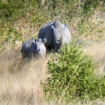 White Rhinos in Kruger National Park