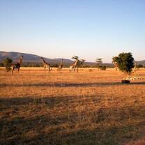 Giraffes on the plain at Feracare