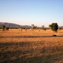 Giraffes on the plain at Feracare