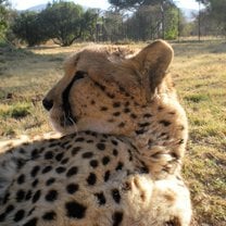 Nova, the ambassador cheetah