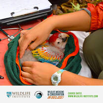 Scarlet Macaw chick health checks by BWRC vet team