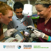 Chick health checks by BWRC vet team