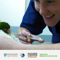 BWRC vet intern & green parrot
