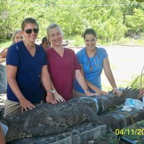 Interns with Dr. Isabelle providing medical care to American croc on Ambergris Caye.