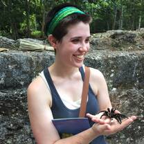 Tarantula at Maya site