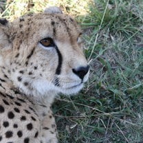 Cheetah